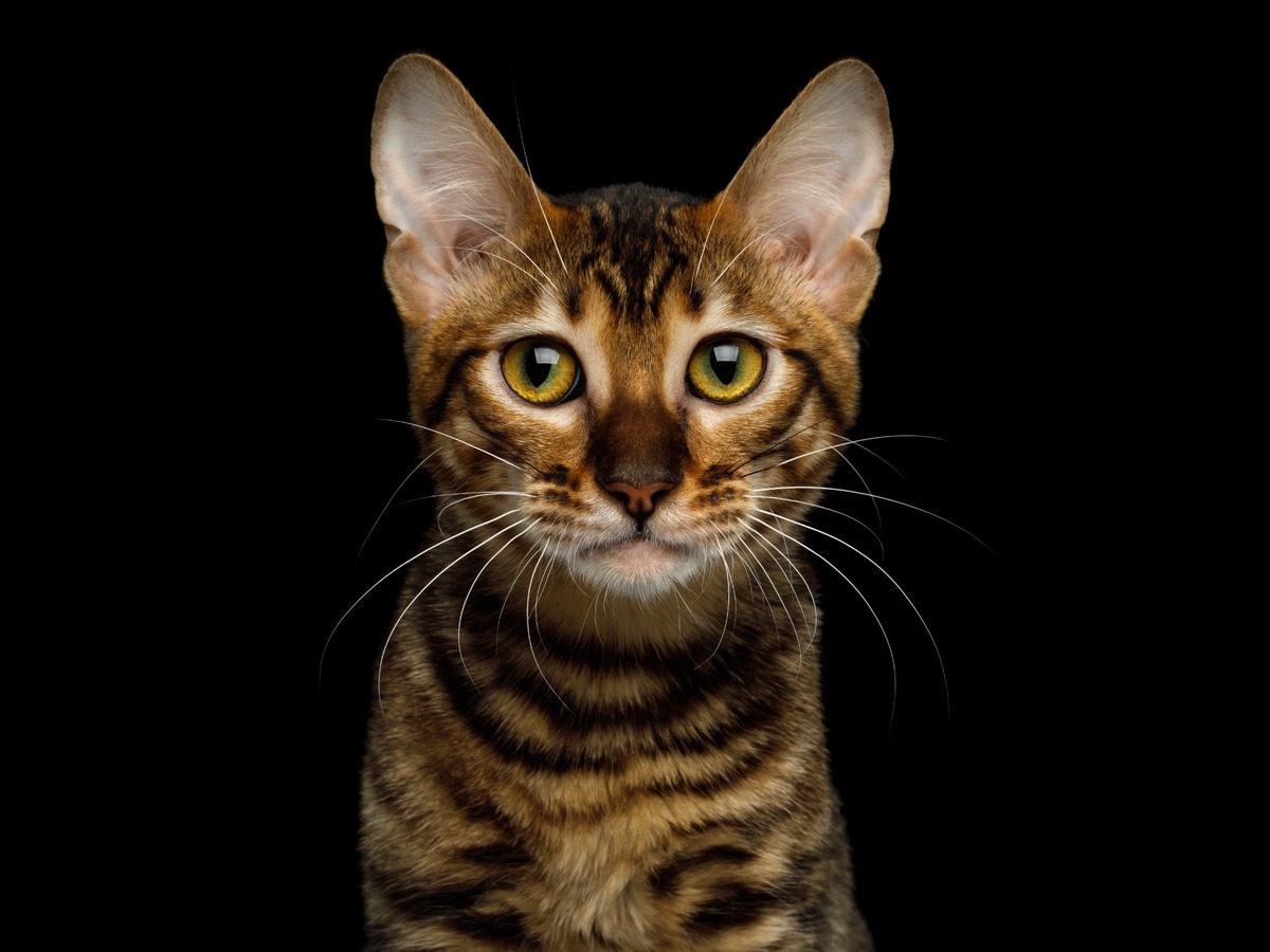 Portrét kočky toyger
